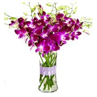 Best Orchid Flowers to India